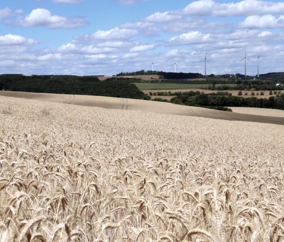 Grain field on the hiking trail, © Tourist-Information Islek Grain field on the hiking trail, © Tourist-Information Islek