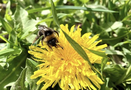 Hummel auf Löwenzahn, © Naturpark Südeifel/Ansgar Dondelinger Hummel auf Löwenzahn, © Naturpark Südeifel/Ansgar Dondelinger