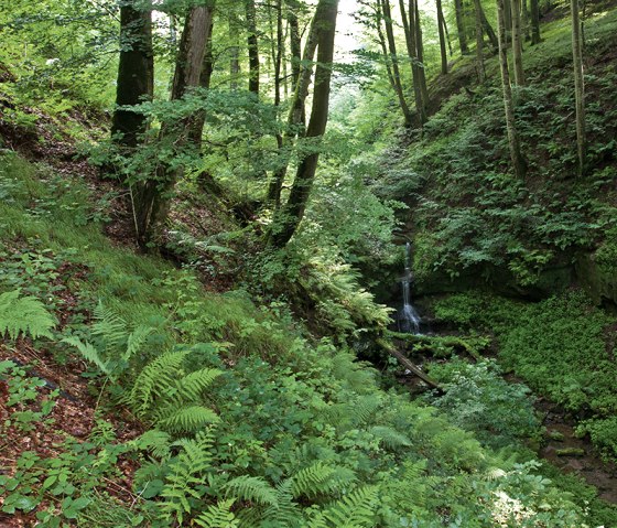 A small waterfall on the gorge trail, © Naturpark Südeifel, Thomas Kirchen A small waterfall on the gorge trail, © Naturpark Südeifel, Thomas Kirchen