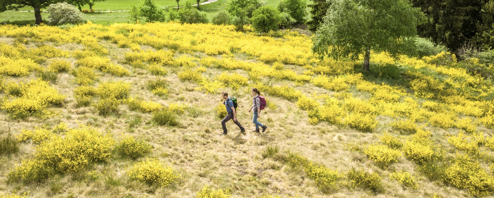 Zwei Wanderer gehen durch eine Landschaft mit blühendem gelbem Ginster, umgeben von grünen Wiesen und Bäumen., © Eifel Tourismus GmbH, Dominik Ketz Zwei Wanderer gehen durch eine Landschaft mit blühendem gelbem Ginster, umgeben von grünen Wiesen und Bäumen., © Eifel Tourismus GmbH, Dominik Ketz