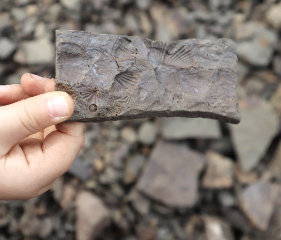 Fossilienfund bei Waxweiler, © Tourist-Information Islek, Ingrid Wirtzfeld Fossilienfund bei Waxweiler, © Tourist-Information Islek, Ingrid Wirtzfeld