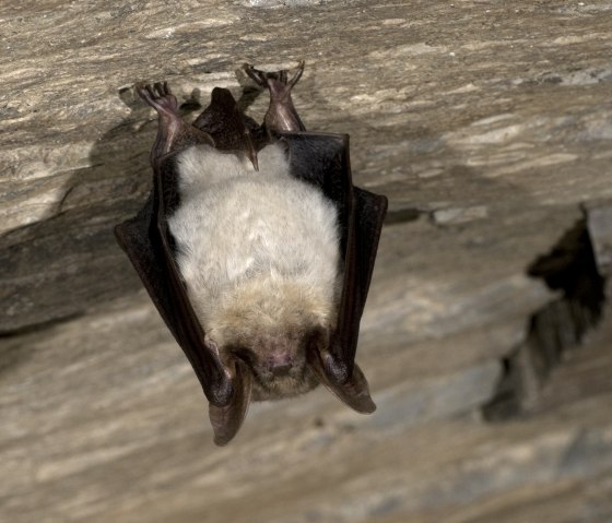 Großes Mausohr, © Naturpark Südeifel/Horst Jegen. Großes Mausohr, © Naturpark Südeifel/Horst Jegen.