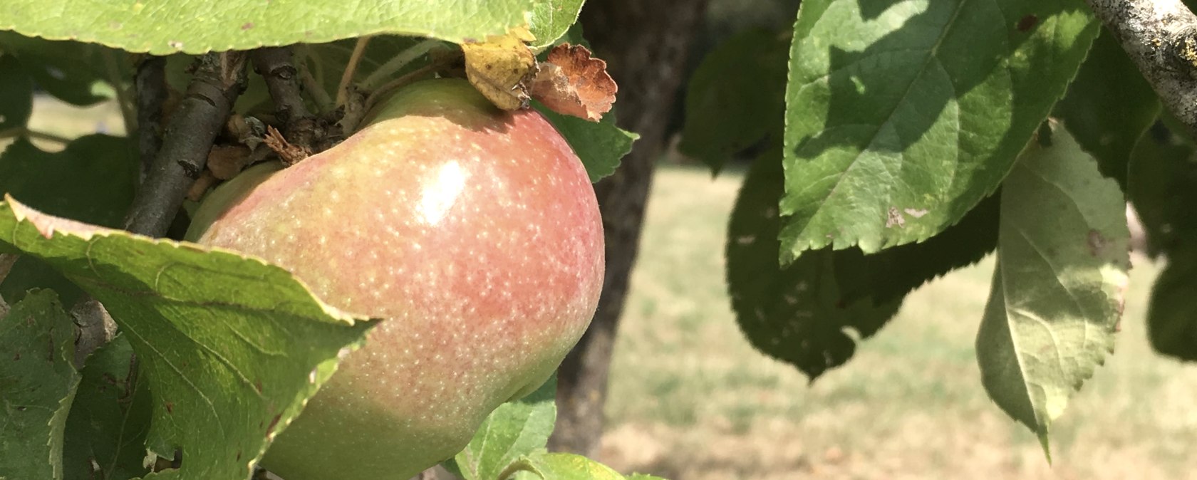 Äpfel zur Herbstzeit, © Tourist-Information Bitburger Land Äpfel zur Herbstzeit, © Tourist-Information Bitburger Land