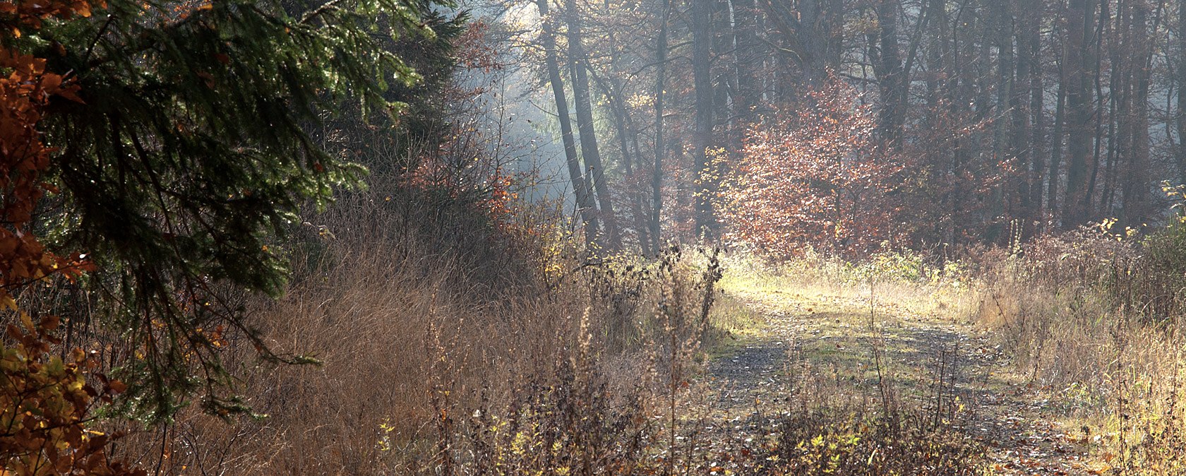 Ein herbstlicher Waldweg im Grimbachtal, gesäumt von buntem Laub und beleuchtet von sanften Sonnenstrahlen., © V. Teuschler Ein herbstlicher Waldweg im Grimbachtal, gesäumt von buntem Laub und beleuchtet von sanften Sonnenstrahlen., © V. Teuschler