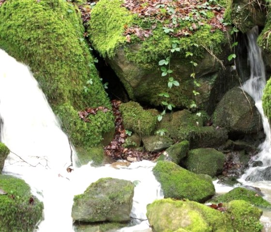A small stream flows over moss-covered rocks, surrounded by lush greenery and foliage., © Elke Wagner, Felsenland Südeifel Tourismus GmbH A small stream flows over moss-covered rocks, surrounded by lush greenery and foliage., © Elke Wagner, Felsenland Südeifel Tourismus GmbH