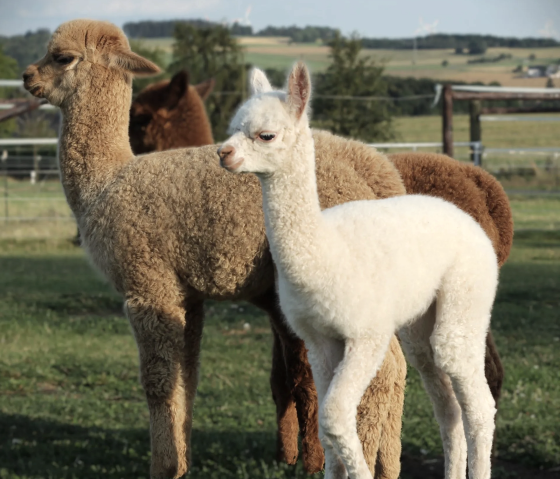 Hocheifel Alpakas Fohlen auf der Weide, © Hocheifel Alpakas Balter Hocheifel Alpakas Fohlen auf der Weide, © Hocheifel Alpakas Balter