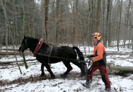 Holzrücken mit Pferd, © Julian Gröber Holzrücken mit Pferd, © Julian Gröber