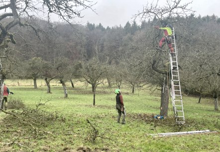 Schnittpflege der Streuobstbäume im Naturpark Südeifel, © Naturpark Südeifel/Ansgar Dondelinger Schnittpflege der Streuobstbäume im Naturpark Südeifel, © Naturpark Südeifel/Ansgar Dondelinger