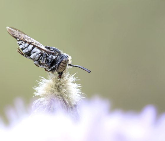 Die Schuppige Kegelbiene (Coelioxys afra) klammert sich zum Schlafen fest an die Pflanze., © Naturpark Südeifel/Thomas Kirchen Die Schuppige Kegelbiene (Coelioxys afra) klammert sich zum Schlafen fest an die Pflanze., © Naturpark Südeifel/Thomas Kirchen