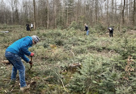 Dank vieler Freiwilliger sollen auf dieser Fläche nahe der Teufelsschlucht bald wieder Bäume stehen., © Felsenland Südeifel Tourismus GmbH Dank vieler Freiwilliger sollen auf dieser Fläche nahe der Teufelsschlucht bald wieder Bäume stehen., © Felsenland Südeifel Tourismus GmbH