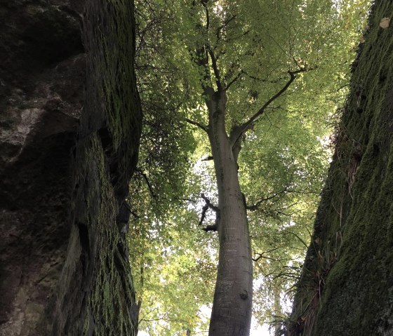 Felsenweg 6, © Tjipkje Bourscheidt Felsenweg 6, © Tjipkje Bourscheidt