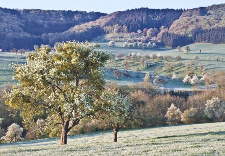 Streuobstwiese Klausnerweg, © Naturpark Südeifel/Thomas Kirchen Streuobstwiese Klausnerweg, © Naturpark Südeifel/Thomas Kirchen