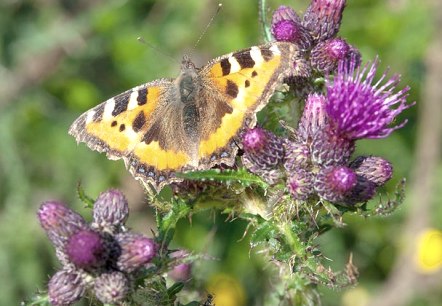 Kleiner Fuchs, © V. Teuschler Kleiner Fuchs, © V. Teuschler