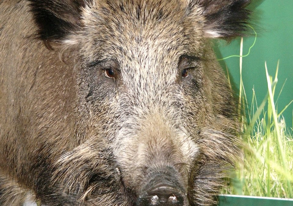 Haus der Jagd Ernzen - Wildschweinmodell, © Holger Weber Haus der Jagd Ernzen - Wildschweinmodell, © Holger Weber