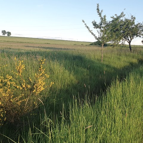 schönfelderhof 9, © RLP schönfelderhof 9, © RLP