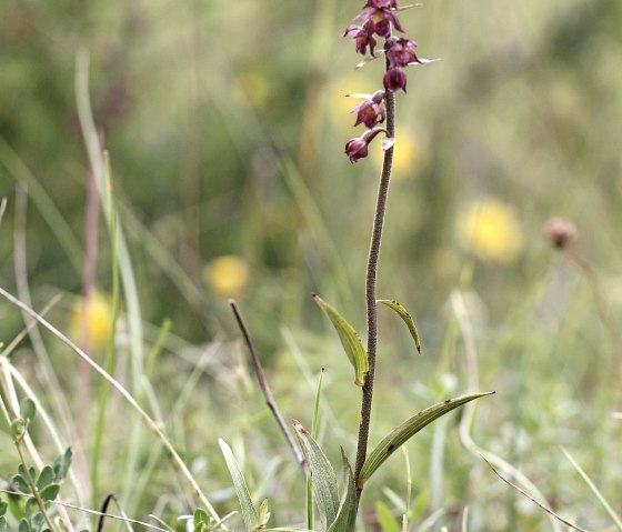 Braunrote Stendelwurz (Epipactis atrorubens), © Günter Müller Braunrote Stendelwurz (Epipactis atrorubens), © Günter Müller
