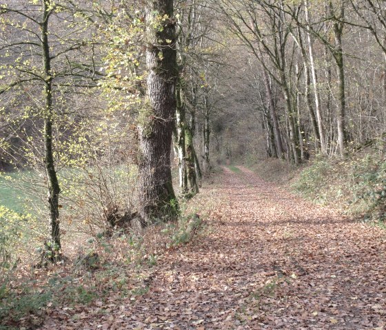An autumnal forest path, covered in leaves, leads through bare trees. Green leaves and bushes can be seen sporadically., © Felsenland Südeifel Tourismus GmbH, Natalie Mainz An autumnal forest path, covered in leaves, leads through bare trees. Green leaves and bushes can be seen sporadically., © Felsenland Südeifel Tourismus GmbH, Natalie Mainz