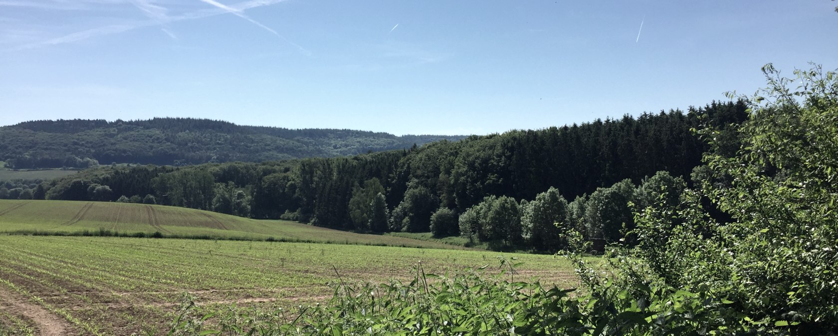 Grüne Felder und dichte Wälder unter einem klaren blauen Himmel im Naturpark Südeifel., © TI Bitburger Land Grüne Felder und dichte Wälder unter einem klaren blauen Himmel im Naturpark Südeifel., © TI Bitburger Land