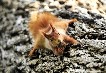 Eichhörnchen, © Naturpark Südeifel/Horst Jegen. Eichhörnchen, © Naturpark Südeifel/Horst Jegen.
