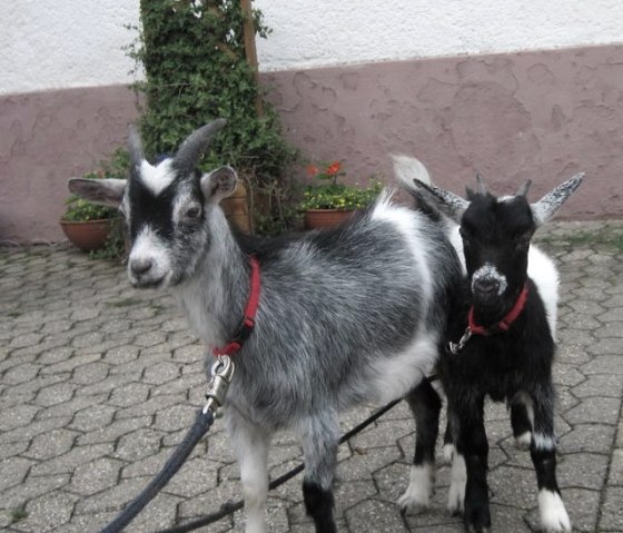 Schmiedshof Ziegen, © Maria Hermes Schmiedshof Ziegen, © Maria Hermes