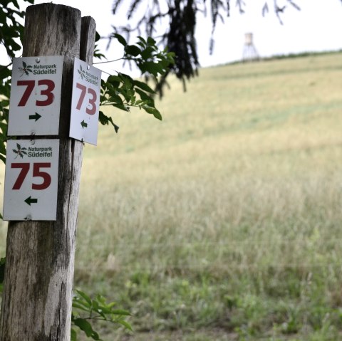 Wegweiser im Naturpark Südeifel zeigt die Nummern 73 und 75. Im Hintergrund ist ein Feld und ein Hochsitz zu sehen., © TI Bitburger Land Wegweiser im Naturpark Südeifel zeigt die Nummern 73 und 75. Im Hintergrund ist ein Feld und ein Hochsitz zu sehen., © TI Bitburger Land