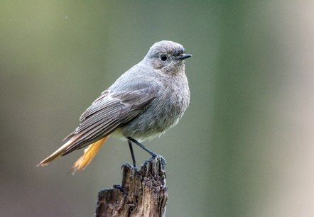 Hausrotschwanz, © Manfred_Stöber-stock.adobe.com Hausrotschwanz, © Manfred_Stöber-stock.adobe.com