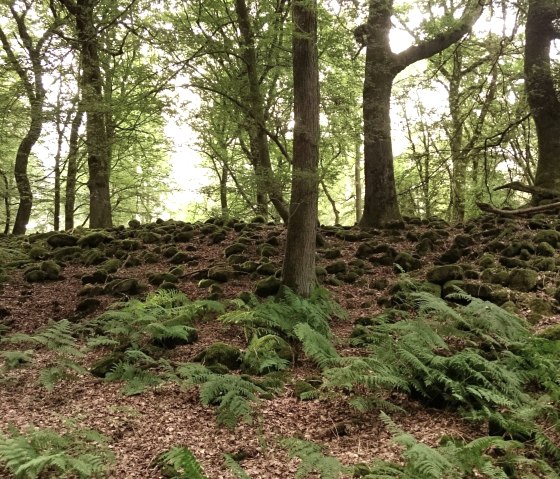 Innenbereich der Wikingerburg, © Felsenland Südeifel Tourismus GmbH Innenbereich der Wikingerburg, © Felsenland Südeifel Tourismus GmbH