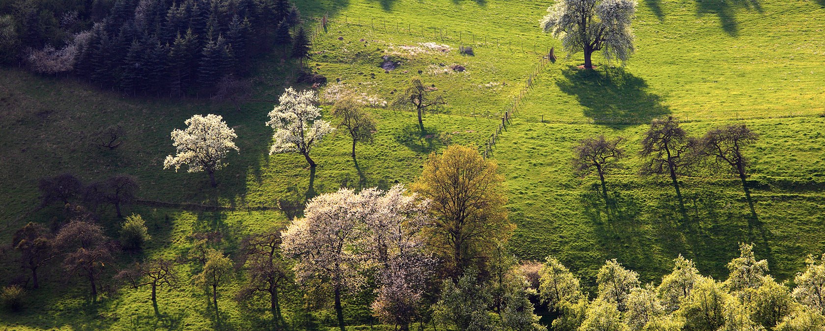 Aerial view of blossoming trees in a green meadow in the Prüm Valley. The sun casts long shadows, the landscape looks idyllic and peaceful., © Charly Schleder Aerial view of blossoming trees in a green meadow in the Prüm Valley. The sun casts long shadows, the landscape looks idyllic and peaceful., © Charly Schleder