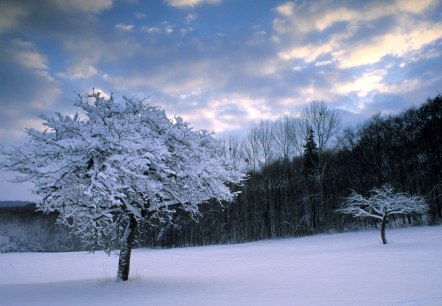 Besonders wenn im Winter Schnee liegt stehen Vögeln weniger Futterquellen zur Verfügung, © Naturpark Südeifel/Charly Schleder Besonders wenn im Winter Schnee liegt stehen Vögeln weniger Futterquellen zur Verfügung, © Naturpark Südeifel/Charly Schleder