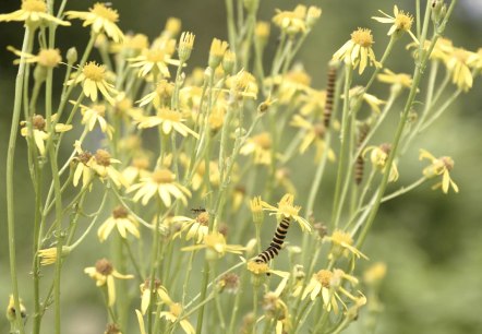 Kräuterwanderung Irsental, © Thomas Brunker Kräuterwanderung Irsental, © Thomas Brunker