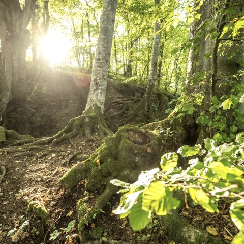 Wald, © Eifel Tourismus GmbH, Dominik Ketz Wald, © Eifel Tourismus GmbH, Dominik Ketz