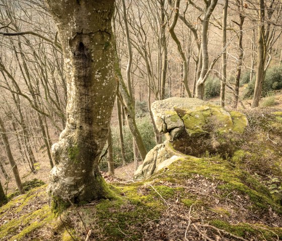 Moosbedeckter Felsen im Wald, umgeben von kahlen Bäumen. Der Boden ist mit Laub bedeckt, und die Atmosphäre wirkt ruhig und naturbelassen. Moosbedeckter Felsen im Wald, umgeben von kahlen Bäumen. Der Boden ist mit Laub bedeckt, und die Atmosphäre wirkt ruhig und naturbelassen.