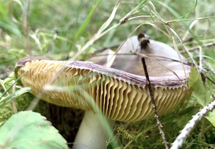 Pilz , © Ansgar Dondelinger Pilz , © Ansgar Dondelinger