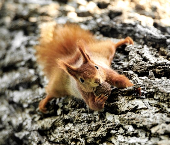 Eichhörnchen, © Naturpark Südeifel/Horst Jegen. Eichhörnchen, © Naturpark Südeifel/Horst Jegen.