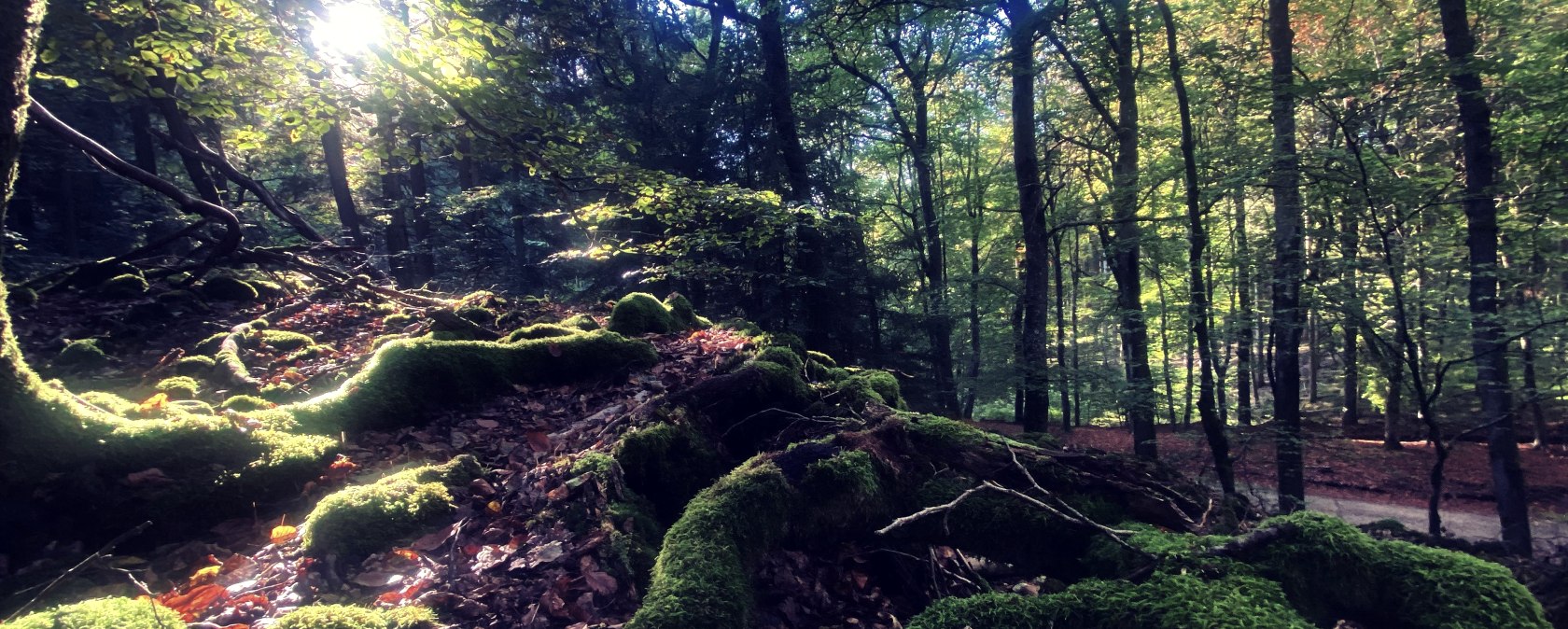 Auf der Wallkrone der Wikingerburg, © Felsenland Südeifel Tourismus GmbH / Anna Carina Krebs Auf der Wallkrone der Wikingerburg, © Felsenland Südeifel Tourismus GmbH / Anna Carina Krebs