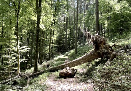 Umgestürzter Baum auf Wanderweg, © Naturpark Südeifel/Ansgar Dondelinger Umgestürzter Baum auf Wanderweg, © Naturpark Südeifel/Ansgar Dondelinger