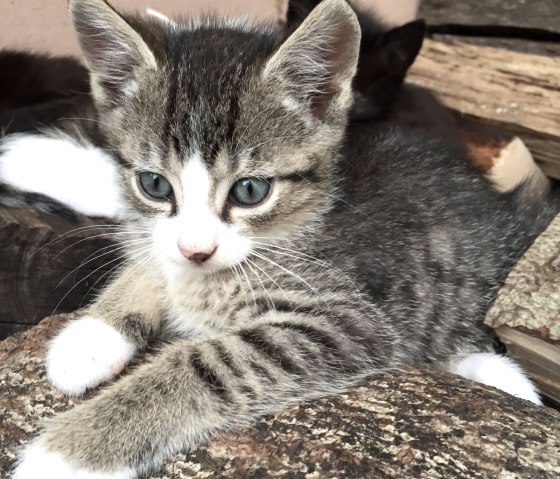 Bauernhof-Katze "Tiger" Bauernhof-Katze "Tiger"