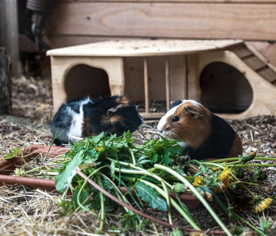 1920__output_Buero_140523_Orsfeld_Ferienwohnung_A7 1920__output_Buero_140523_Orsfeld_Ferienwohnung_A7