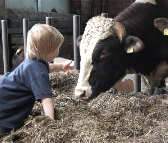 Erstkontakt mit dem Hof-Bullen Erstkontakt mit dem Hof-Bullen