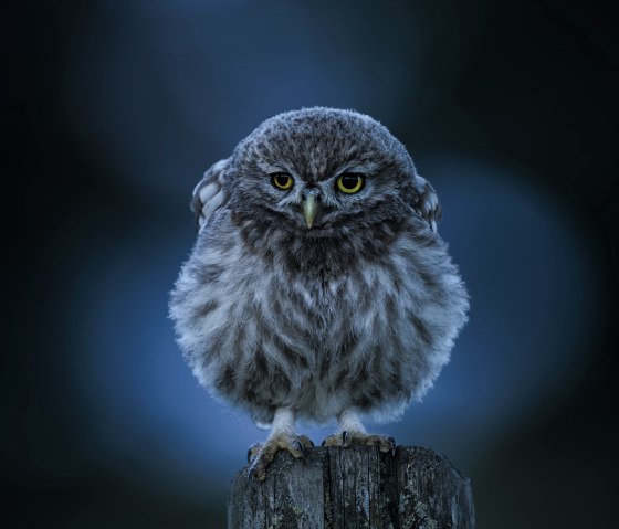 Steinkauz, © Naturpark Südeifel/Thomas Kirchen Steinkauz, © Naturpark Südeifel/Thomas Kirchen