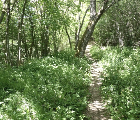 GPS-Tour, Pfad an der Irsen, © Tourist-Information Islek, Ingrid Wirtzfeld GPS-Tour, Pfad an der Irsen, © Tourist-Information Islek, Ingrid Wirtzfeld