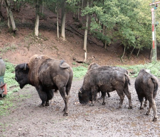 Bisons und Wisente, © Tourist-Info Islek, Ingrid Wirtzfeld Bisons und Wisente, © Tourist-Info Islek, Ingrid Wirtzfeld