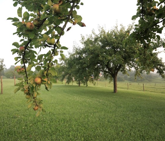 Streuobstwiese, © Naturpark Südeifel/Charly Schleder Streuobstwiese, © Naturpark Südeifel/Charly Schleder