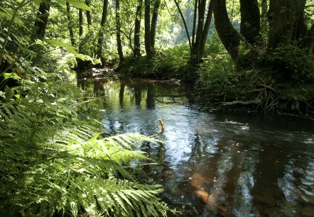 Der Fluss Irsen auf dem Irsenpfad, © Naturpark Südeifel, Joelle Mathias Der Fluss Irsen auf dem Irsenpfad, © Naturpark Südeifel, Joelle Mathias