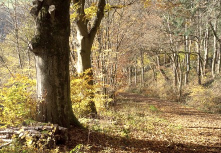 Herbswald, © V. Teuschler Herbswald, © V. Teuschler