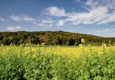 Gelbes Blumenfeld vor einem bewaldeten Hügel, blauer Himmel mit weißen Wolken. Malerische Landschaft am Wolsfelder Berg., © TI Bitburger Land Gelbes Blumenfeld vor einem bewaldeten Hügel, blauer Himmel mit weißen Wolken. Malerische Landschaft am Wolsfelder Berg., © TI Bitburger Land