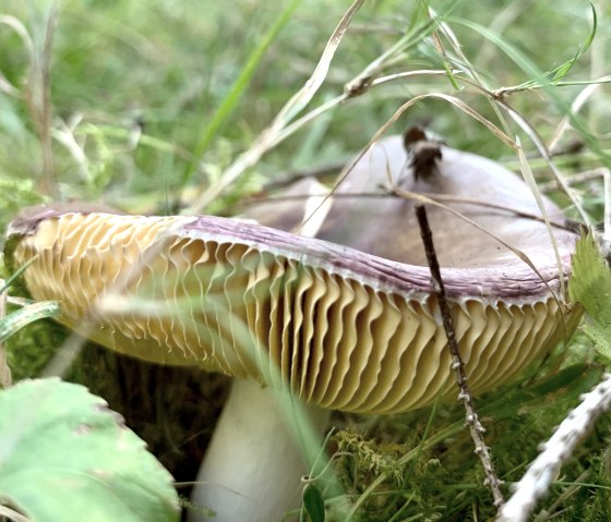 Pilz , © Ansgar Dondelinger Pilz , © Ansgar Dondelinger