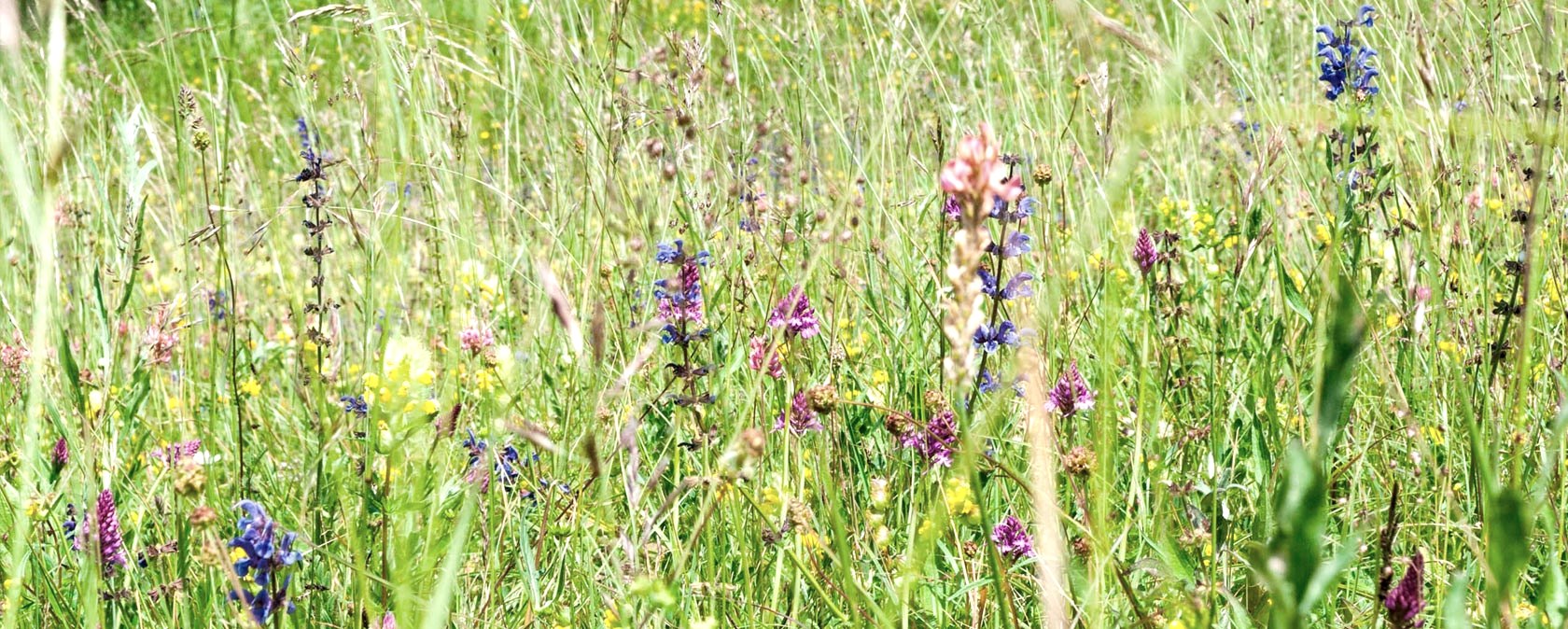 Orchideenwiese, © Werner Becker Orchideenwiese, © Werner Becker