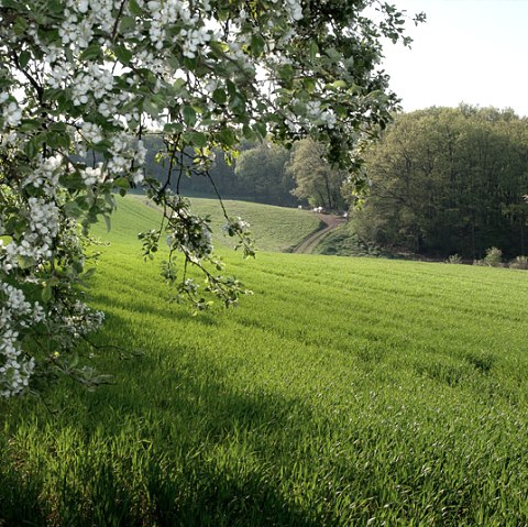 Green meadow with blossoming tree in the foreground, a path leads through the landscape, forest in the background under a blue sky., © V. Teuschler Green meadow with blossoming tree in the foreground, a path leads through the landscape, forest in the background under a blue sky., © V. Teuschler