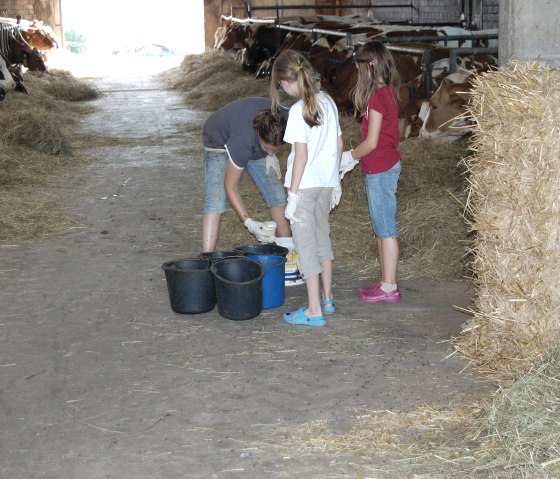 Kälbchenfütterung aktiv Kälbchenfütterung aktiv